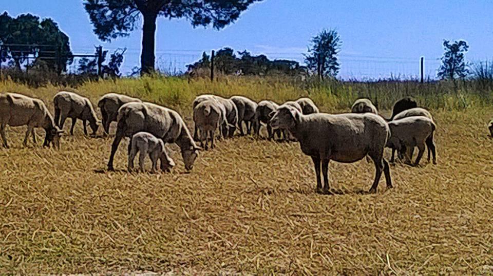 Affittacamere Monte Da Tojeirinha Montargil Esterno foto